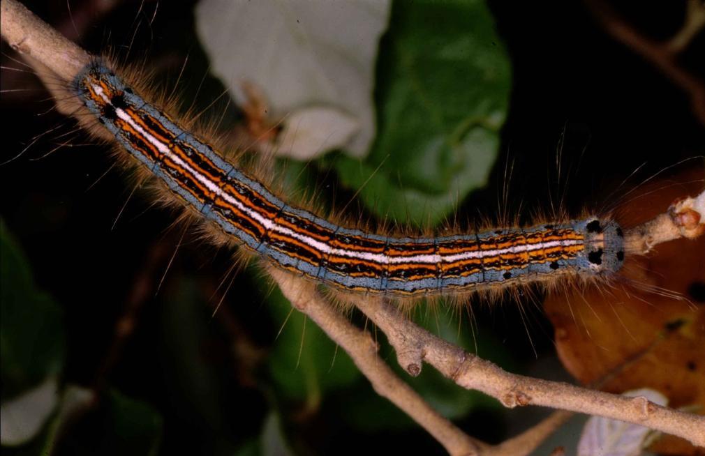 Malacosoma neustrium: