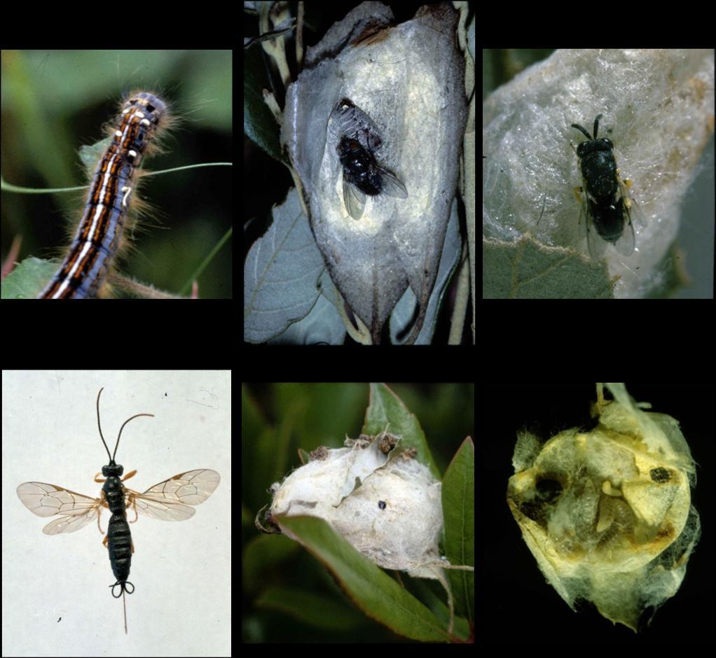 Antagonisti naturali di Malacosoma neustrium: in alto larva prossima alla maturità con sul dorso bianche uova macrotipiche deposte da un Dittero Tachinide (a sinistra), adulto di Pales pavida in fase