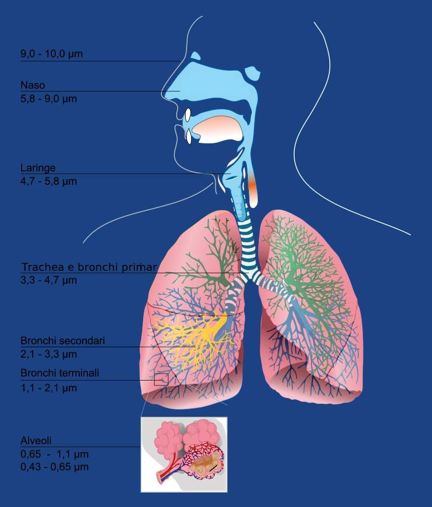 effetti acuti come irritazione dei polmoni, broncocostrizione, tosse e mancanza di