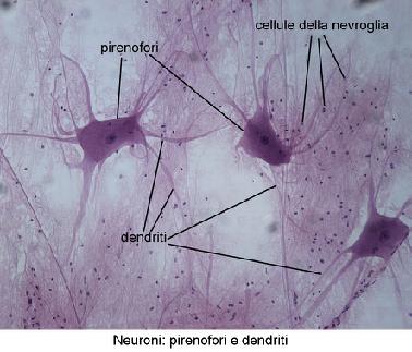 Anche il sistema nervoso centrale è formato da cellule, i neuroni.