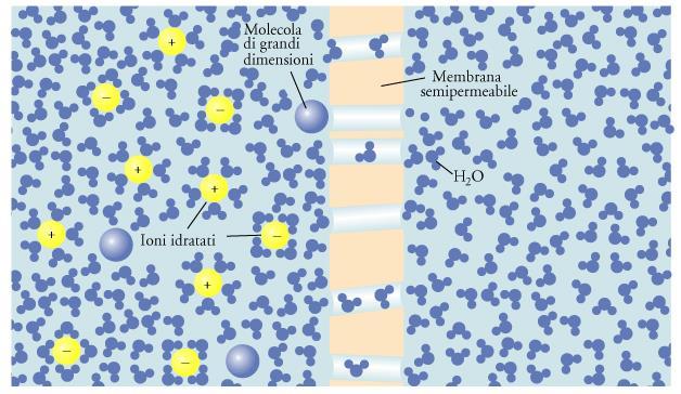 Osmosi L osmosi è un processo che consiste nel passaggio delle molecole del solvente da una soluzione più diluita ad una più concentrata quando tra esse è posta una