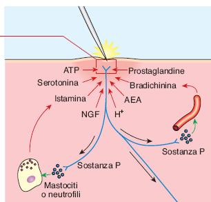 L iperalgesia e la sensitizzazione dei nocicettori L iperalgesia è causata dall interazione dei nocicettori con sostanze rilasciate nel