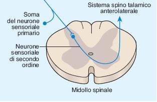 nocicettive (riducono la soglia di attivazione).