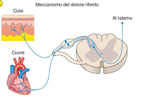 Il dolore riferito Il dolore di origine cutanea è generalmente ben localizzato mentre quello di origine viscerale (o muscolare) è scarsamente localizzato.