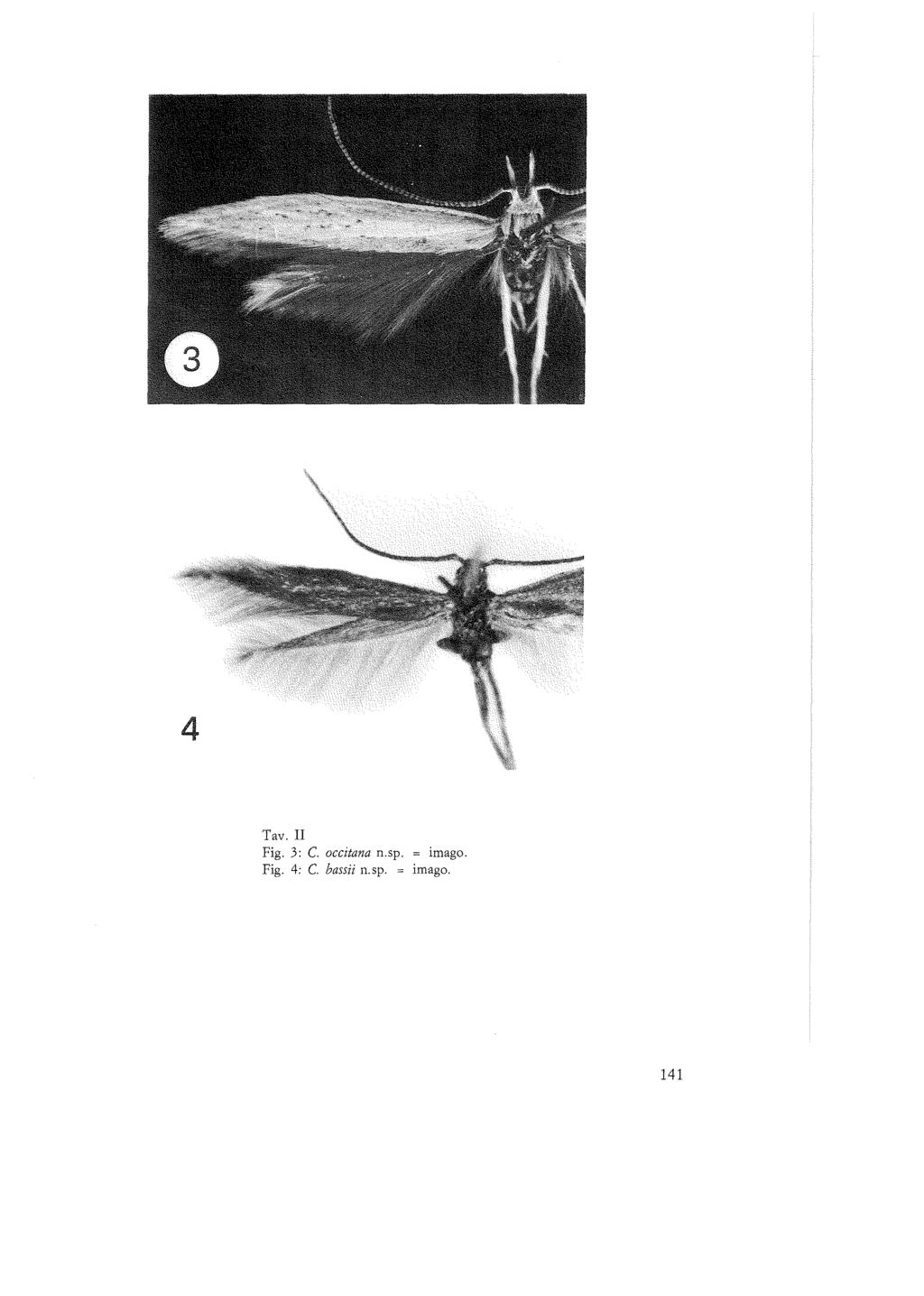 Tav. II Fig. 3: C. occitana n.sp.