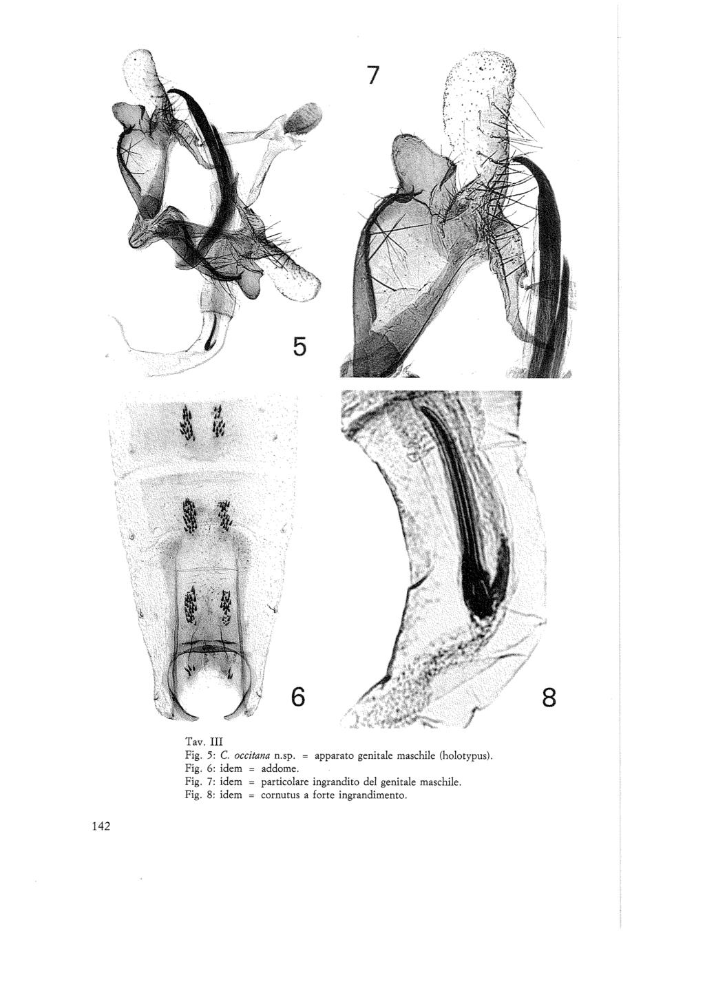 6 Tav. III Fig. 5: C. occitana n.sp. = apparato genitale maschile (holotypus). Fig. 6: idem addome. Fig. 7: idem particolare ingrandito del genitale maschile.