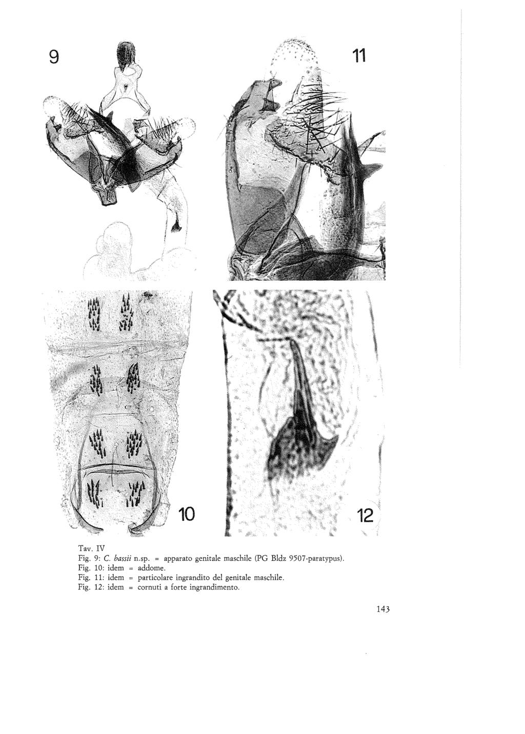 Tav. IV Fig. 9: C. bassii n.sp. = apparato genitale maschile (PG Bldz 9507-paratypus). Fig. lo: idem addome.