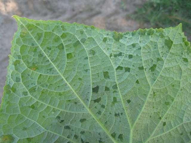 Peronospora su cetriolo da