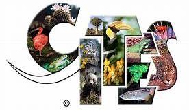 Tassidermia di ogni specie conforme al CITES A Catawiki prendiamo molto seriamente la nostra responsabilità in merito alla normativa CITES, per proteggere sia gli acquirenti che i venditori, ma