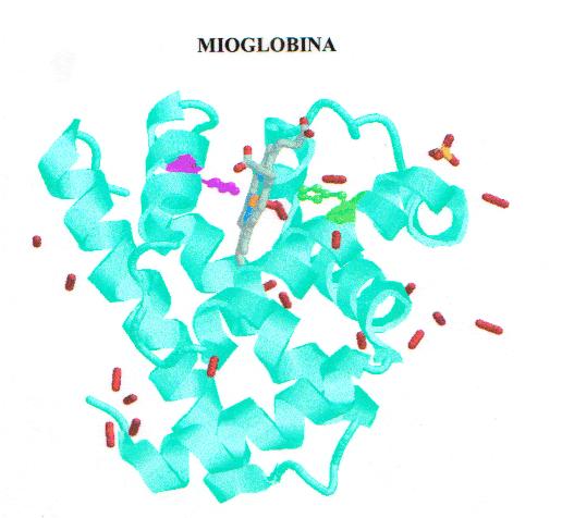 MIOGLOBINA (monomerica) ed EMOGLOBINA (tetramerica) I termini ESO e ILASSAO derivano originalmente dalla descrizione delle forme dell EMOGLOBINA, e dalla sua cinetica di rilascio dell ossigeno.