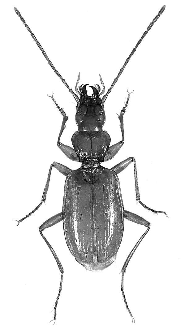 1 mm Fig. 23 Duvalius dattii n.