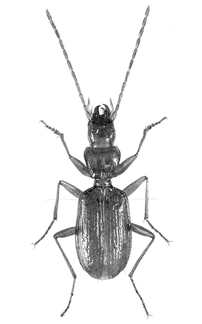 1 mm Fig. 91 Duvalius lydiae n.