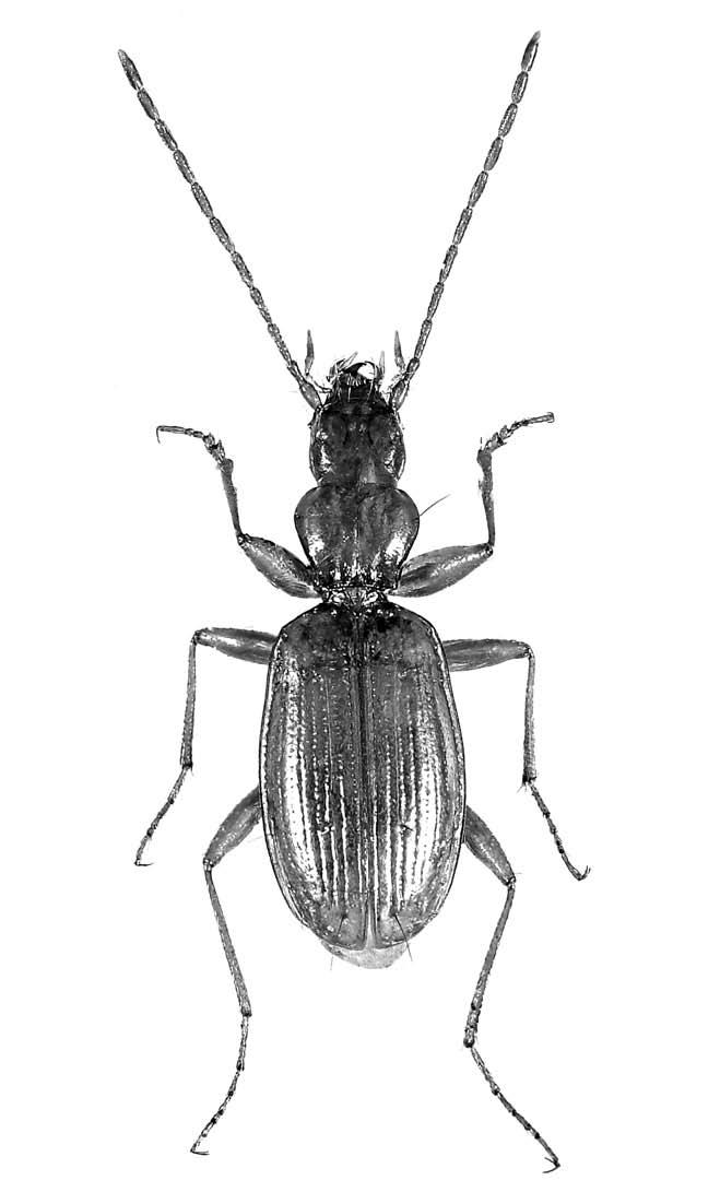 1 mm Fig. 103 Duvalius virginiae ssp.