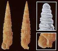 Strobiligera flammulata Bouchet & Waren, 1993 = S. sp. A Bouchet, 1985 Si distingue: da S.