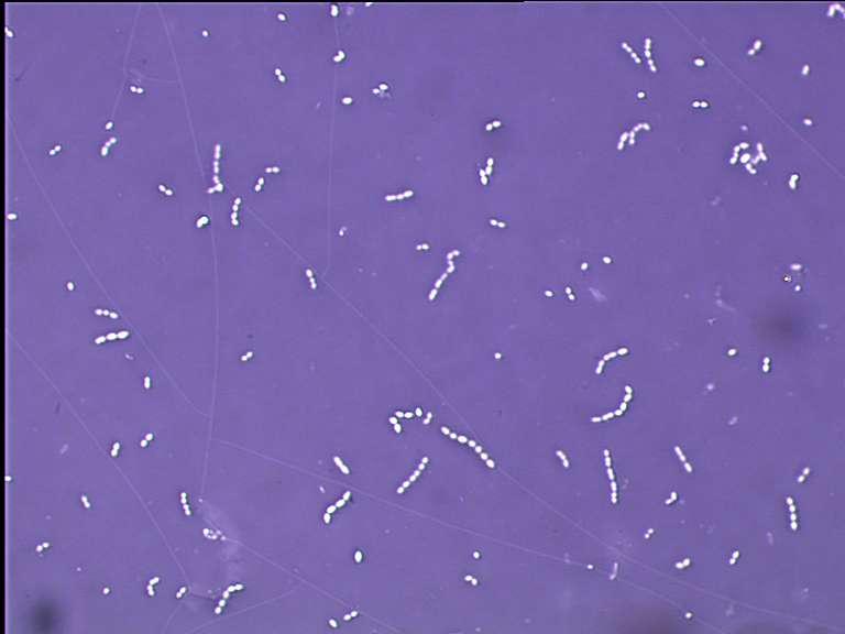 di Melissococcus