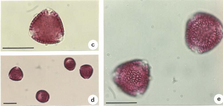 Polline di Oleaceae (Olea( Olea) Tri-zono-colporato, isopolare, da suboblato a oblato-sferoidale, 16-26 µm. In visione polare il perimetro è generalmente subtriangolare.