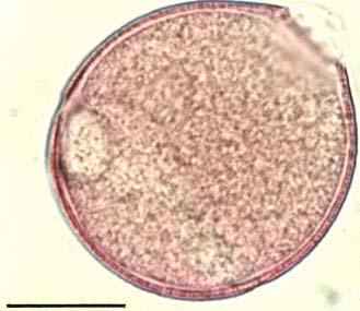 oblato-sferoidale, 40-45 µm.