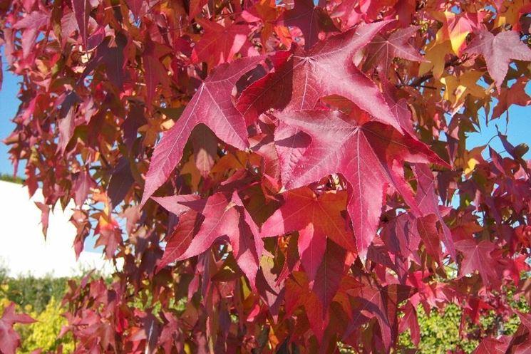 Alberi, ma anche le piante legnose a portamento rampicante, quando nella