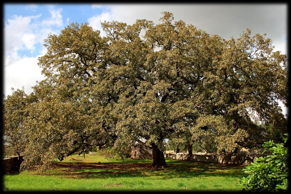 3) Pregio naturalistico legato alla rarità