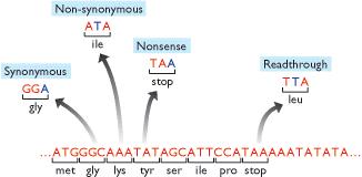 Mutazioni nella parte codificante del gene Mutazioni puntiformi non-sinonimo, missenso nonsenso sinonimo readthrough Mutazioni nella parte regolatrice del