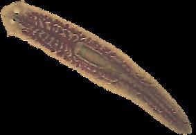Platelminti Sono animali dal corpo appiattito e vermiforme e per questo vengono chiamati