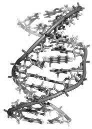 Effetti biologici delle radiazioni ionizzanti ATOMI eccitazione ionizzazione MOLECOLE eccitazione ionizzazione dissociazione STRUTTURE SUB-CELLULARI blocco biosintesi effetti genetici effetti