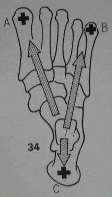 puleggia astragalica, da qui le forze si