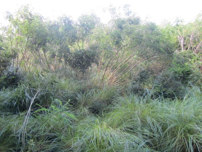 La formazione vegetazionale è costituita da un denso magnocariceto a Carex elata a scarsa la copertura arbustiva: l Amorpha fruticosa è la specie più diffusa, sporadica la presenza delle specie Salix