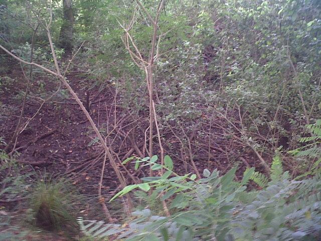 Le carici sono riunite in grossi gerbi e insistono sul 90% del sito di monitoraggio. Sporadica la presenza di Amorpha fruticosa, limitata a pochi arbusti.
