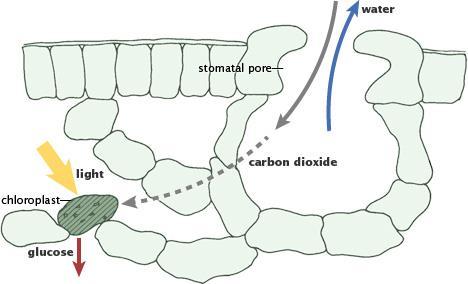 Il Ciclo del Carbonio: scale temporali corte Fotosintesi: piante e fitoplancton: CO2 + H2O + hν = CH2O + O2 Riemissione