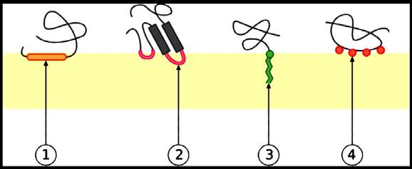 Interazione mediante un «loop» idrofobico. 3.