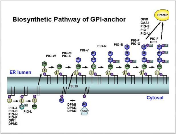 Foglietto esoplasmico Coda di Glicosil fosfatidil inositolo (GPI) 2 Le proteine associate al foglietto esoplasmico che hanno una coda di GPI, sono sintetizzate come proteine di membrana a singolo