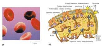 edu/dept/bcbp/molbiochem/mbweb/mb1/part2/lipid.