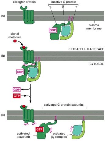 Movimento di proteine G attivate nell ambito del foglietto citosolico Disassemblaggio di unaproteinag attivata in due component di segnalamento http://www.ncbi.nlm.nih.