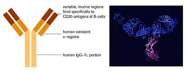 Rituximab Il rituximab (anticorpo monoclonale anti CD20) è un anticorpo monoclonale chimerico,