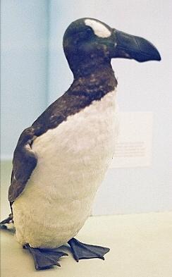 L azione dell uomo può modificare l ambiente Alca impenne (Pinguinus impennis) Era un grosso uccello che viveva lungo le coste dell Atlantico (Canada, Groenlandia, Islanda, Irlanda e Gran Bretagna).