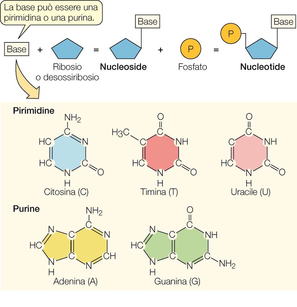 MACROMOLECOLE: GLI ACIDI NUCLEICI - I nucleotidi sono le unità ripetitive degli acidi nucleici (DNA e RNA) - Un nucleotide è formato da: - Uno zucchero