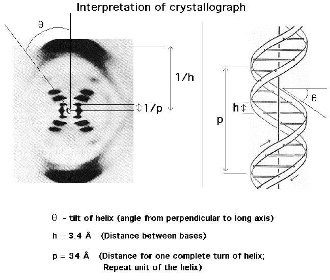 GLI ACIDI NUCLEICI: DNA - Modello a doppia elica della struttura del DNA: - Watson e Crick (1953) - Basato anche