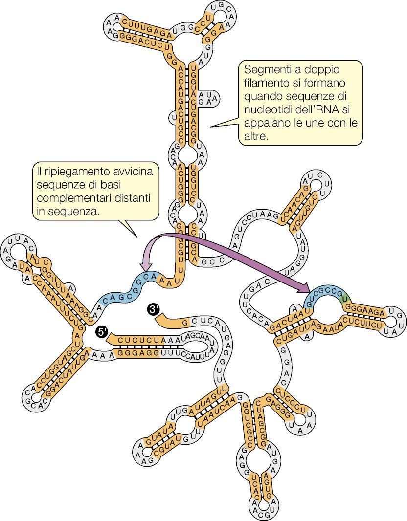 GLI ACIDI NUCLEICI: RNA - - - - Nell RNA lo zucchero pentoso è il ribosio ed al posto della timina (T) si ritrova l uracile (U) La principale funzione dell RNA è di tipo informazionale, e risiede nel