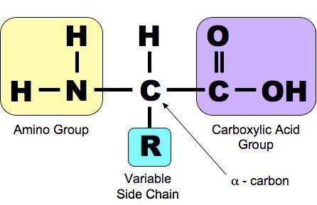 LE PROTEINE: AMINOACIDI - Composti con più gruppi funzionali, ad un atomo di C (Cα) sono legati un gruppo amminico, un gruppo carbossilico, un