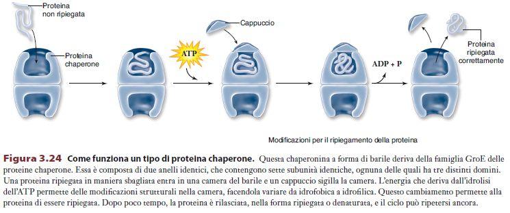 PROTEINE CHAPERON Proteine che aiutano