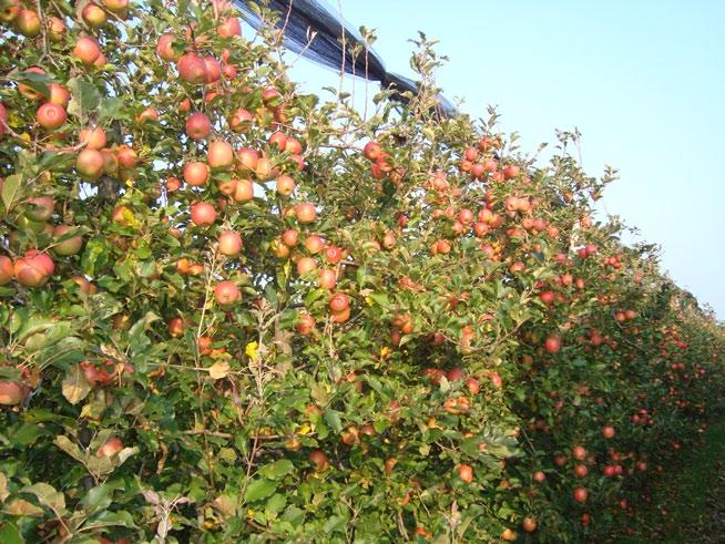 A novembre 2009, dopo 6 mesi di trattamento con Bio Aksxter, sulla varietà Red Delicious si è rilevata la maggior pezzatura dei frutti e l elevato sviluppo di gemme a fiore, nonostante l anno di