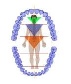 in una visione di globalità del corpo, comprende la correzione dell apparato bucco dentale, del cranio e della faccia, che determina un riequilibrio dell architettura del massiccio