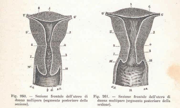 La cervice uterina è coperta da un epitelio squamoso stratificato in continuità con quello istologicamenteidentico dei fornici vaginali e della vagina.