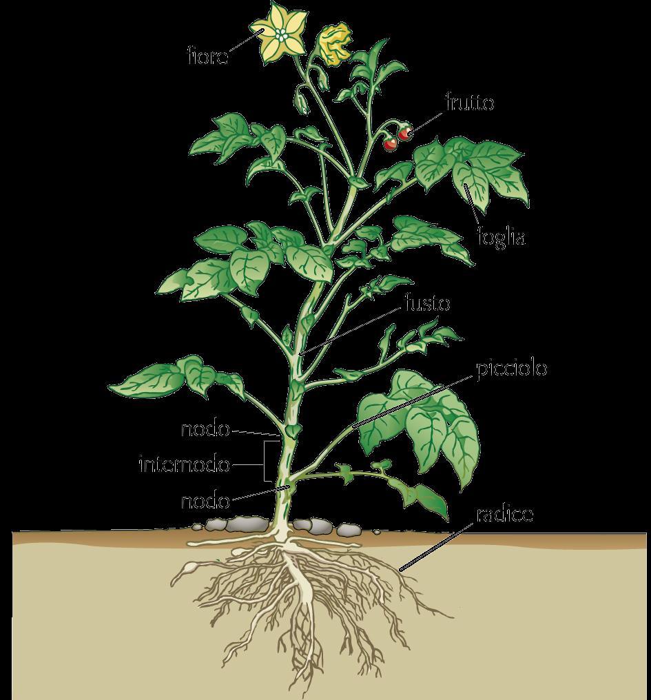 La struttura delle angiosperme Sono piante originate dalle pteridofite, caratterizzate dalla presenza di fiori e di semi.