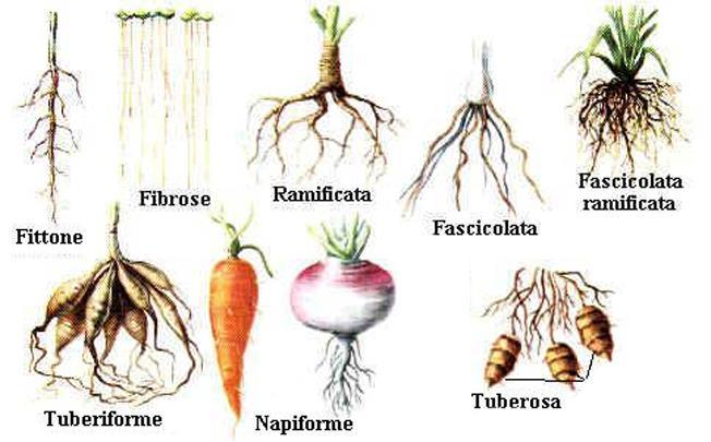 La radice La radice svolge tre importanti funzioni: Assorbe l acqua dal terreno.