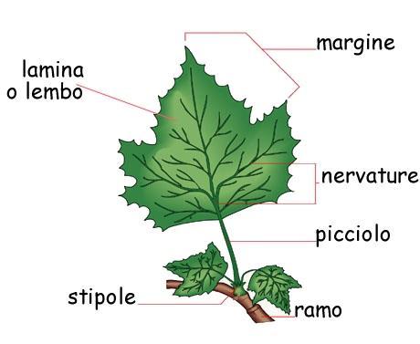 La foglia La foglia si sviluppa come un'appendice laterale di rami e fusti ed è deputata alla