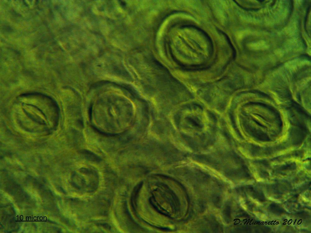 La foglia Nelle foglie verdi avviene la fotosintesi clorofilliana, cioè la sintesi di zuccheri in presenza di luce solare e