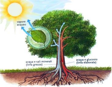 Il trasporto dell acqua L acqua persa per traspirazione dalle foglie