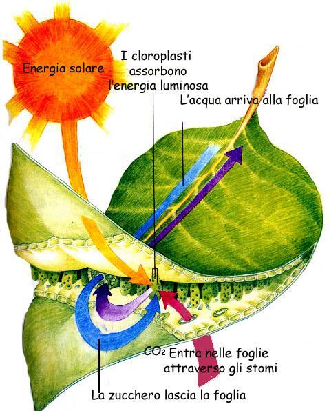 I vasi conduttori Xilema: trasporta acqua e sali minerali dalle radici alle foglie.